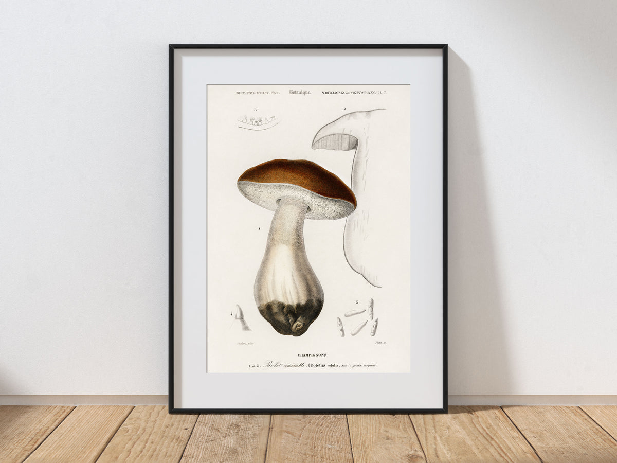 Mushroom Print, Vintage Penny bun (Boletus Edulis) Illustration, Charles d'Orbigny Illustrations, Natural History Antique Wall Art Print