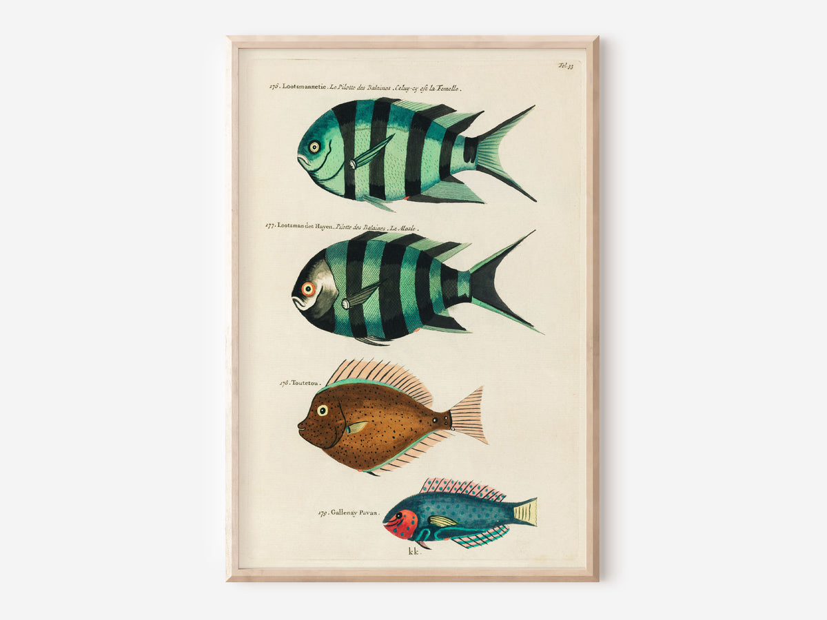 Vintage Fish Print by Louis Renard, Marine Life Illustration Poster, Sea Life Fine Art Print, Antique Surreal Wall Art, Sea Lover Gift