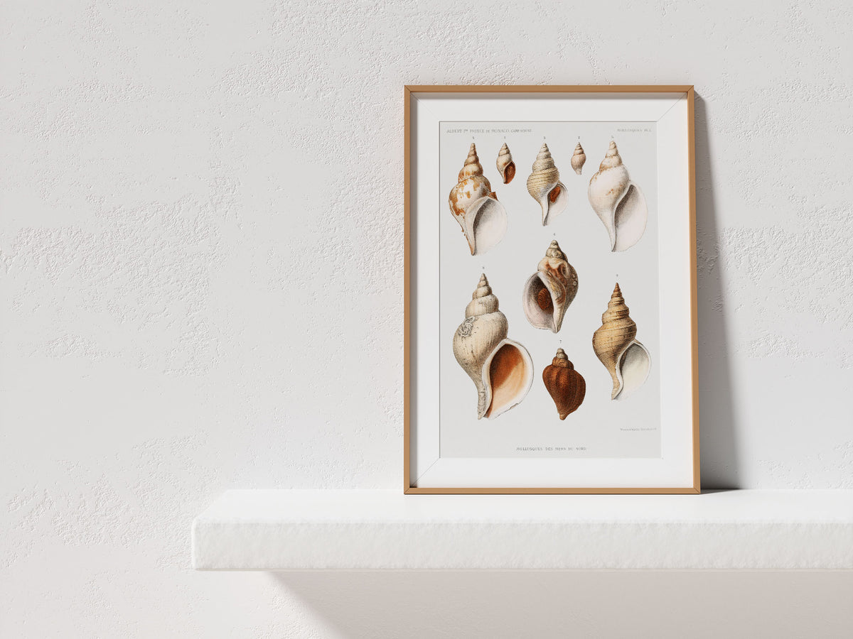SeaShell Art Print, Vintage Marine Life Poster, Antique Sea Life Fine Art Print, Sea Shell Illustrations