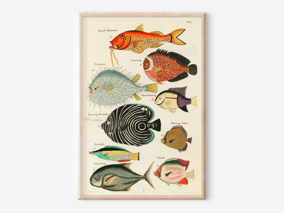 Vintage Fish Print by Louis Renard, Marine Life Illustration Poster, Sea Life Fine Art Print, Antique Surreal Wall Art, Sea Lover Gift
