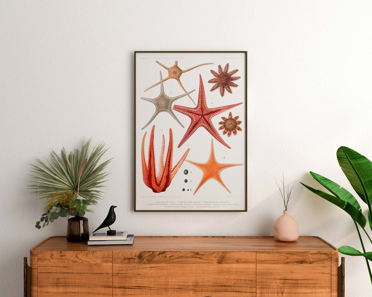 Vintage Starfish Art Print, Marine Life Poster, Sea Life Illustrations Wall Art, Antique Coastal Painting Reproduction, Beach House Decor