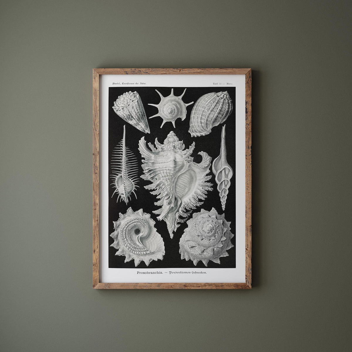 Vintage Shell Art Print by Ernst Haeckel, Marine Life Poster, Antique Sea Life Fine Art Print, Black & White Beach House Decor