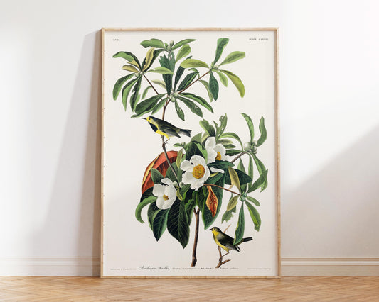 Bachman's Warbler Vintage Print from Birds of America (1827) by John James Audubon - Hand-Colored Ornithology Art, Avian Illustration