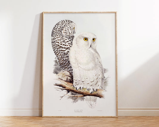 Snowy Owl Vintage Art Print, Ornithological Wall Art, 19th Century Birdwatching Poster, Historical lithograph, Gift for Birdwatchers