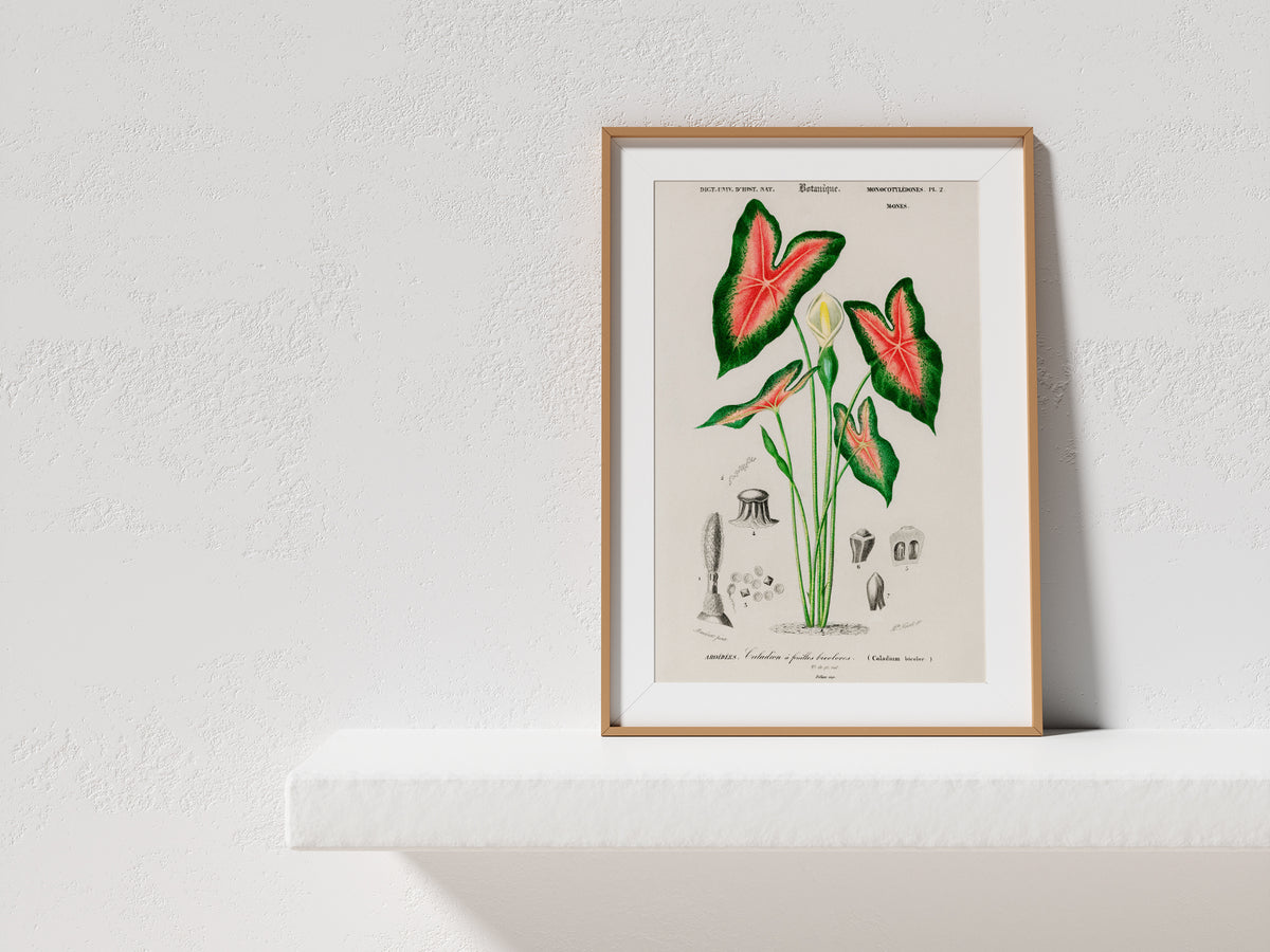 Vintage Botanical Print, Elephant Ear Flower Print, Antique Botanical Wall Art, Caladium Bicolor Illustration, Plant Poster