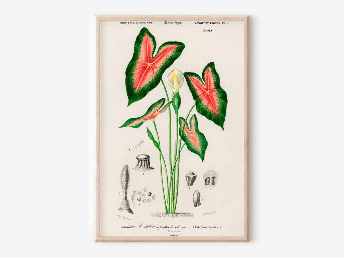 Vintage Botanical Print, Elephant Ear Flower Print, Antique Botanical Wall Art, Caladium Bicolor Illustration, Plant Poster