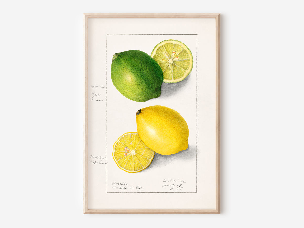 Vintage Lemon Print, Citrus Poster, Antique Fruit Fine Art Print, Citrus Limon (1908) by Ellen Isham Schutt, Kitchen Wall Art, 1800s