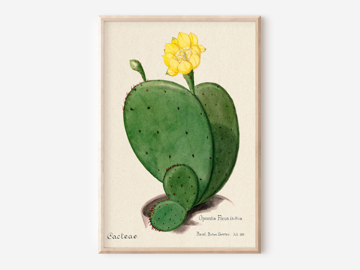 Cactus Poster, Indian Fig Opuntia Cactus Print, Botanical Vintage Art Print, Flower Lover Gift, Antique Art Print, Mother's Day Gift