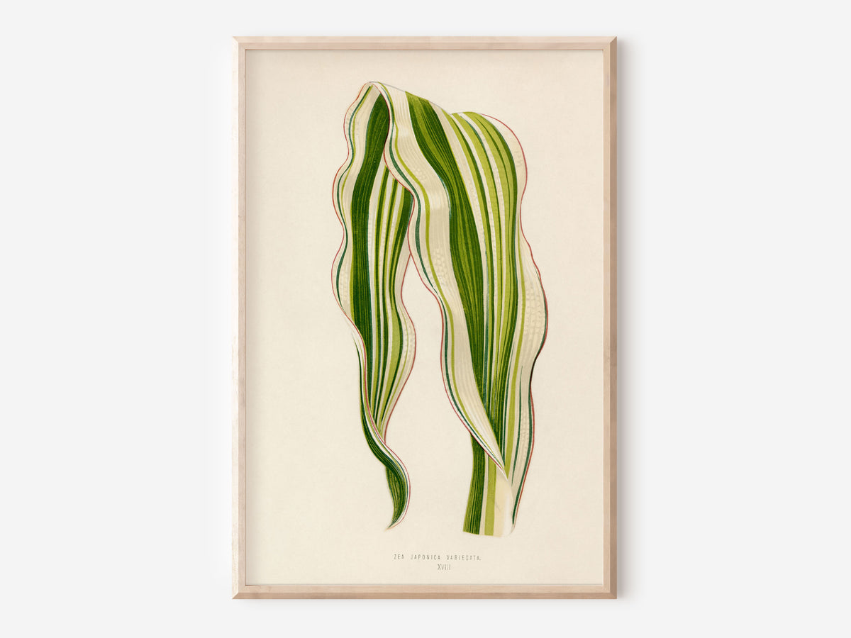 Botanical Vintage Print, Striped Maize Plant Print by Benjamin Fawcett, Minimal Botany Art Print, Plant Lover Gift
