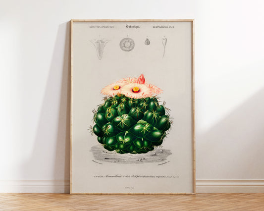 Vintage Cactus Print, Starry Ball (Mammillaria elephantidens) Cactus illustrated by Charles D' Orbigny, Botanical Vintage Art Print