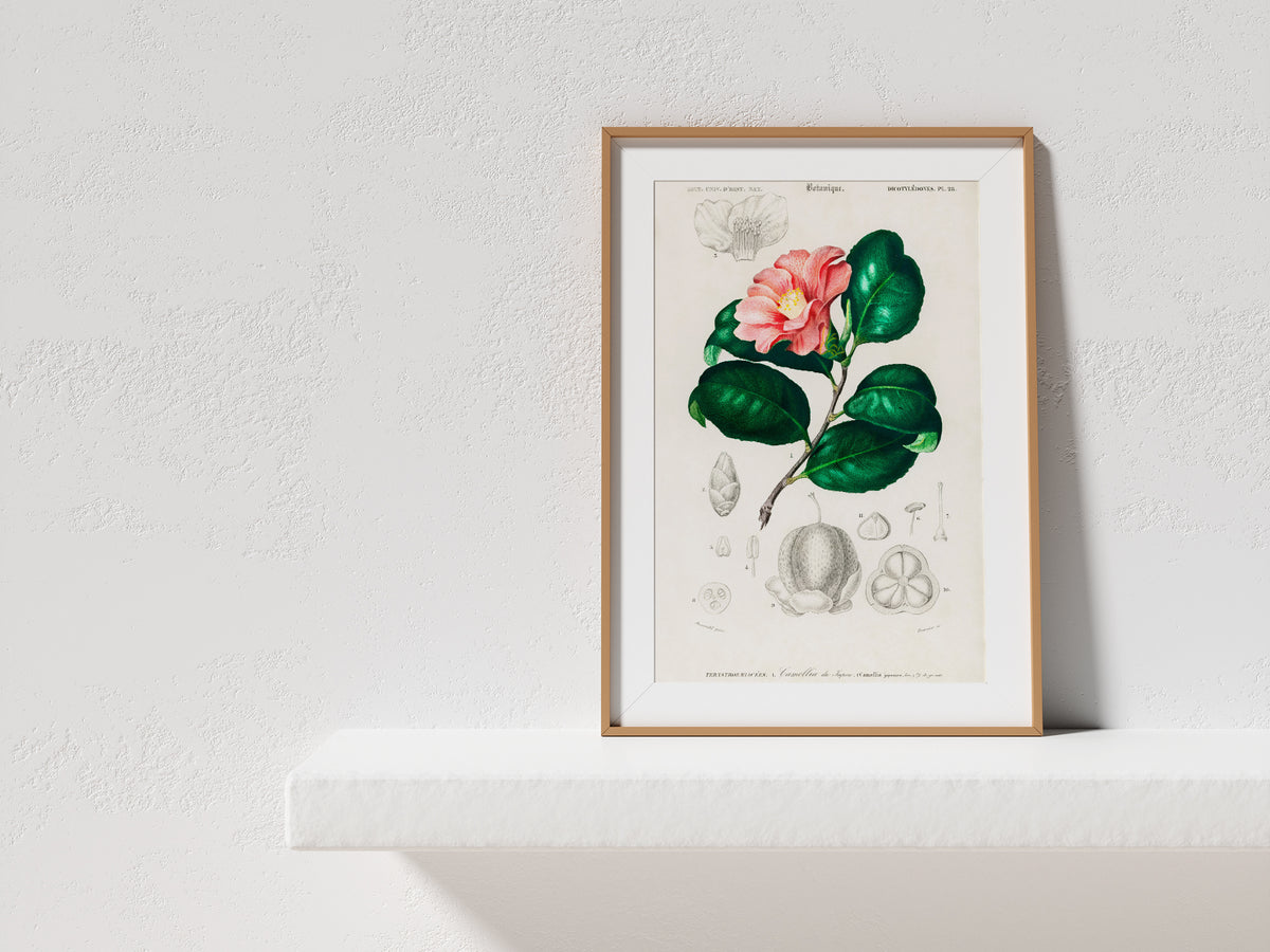 Botanical Vintage Print, Camellia Japonica Flower Print, Antique Botanical Wall Art, Botanical Illustration, Plant Poster, Orbigny Print