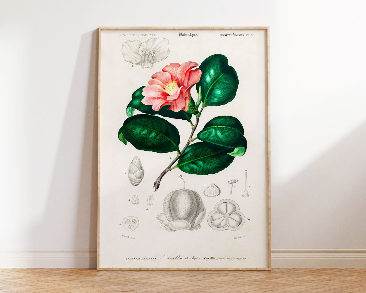 Botanical Vintage Print, Camellia Japonica Flower Print, Antique Botanical Wall Art, Botanical Illustration, Plant Poster, Orbigny Print
