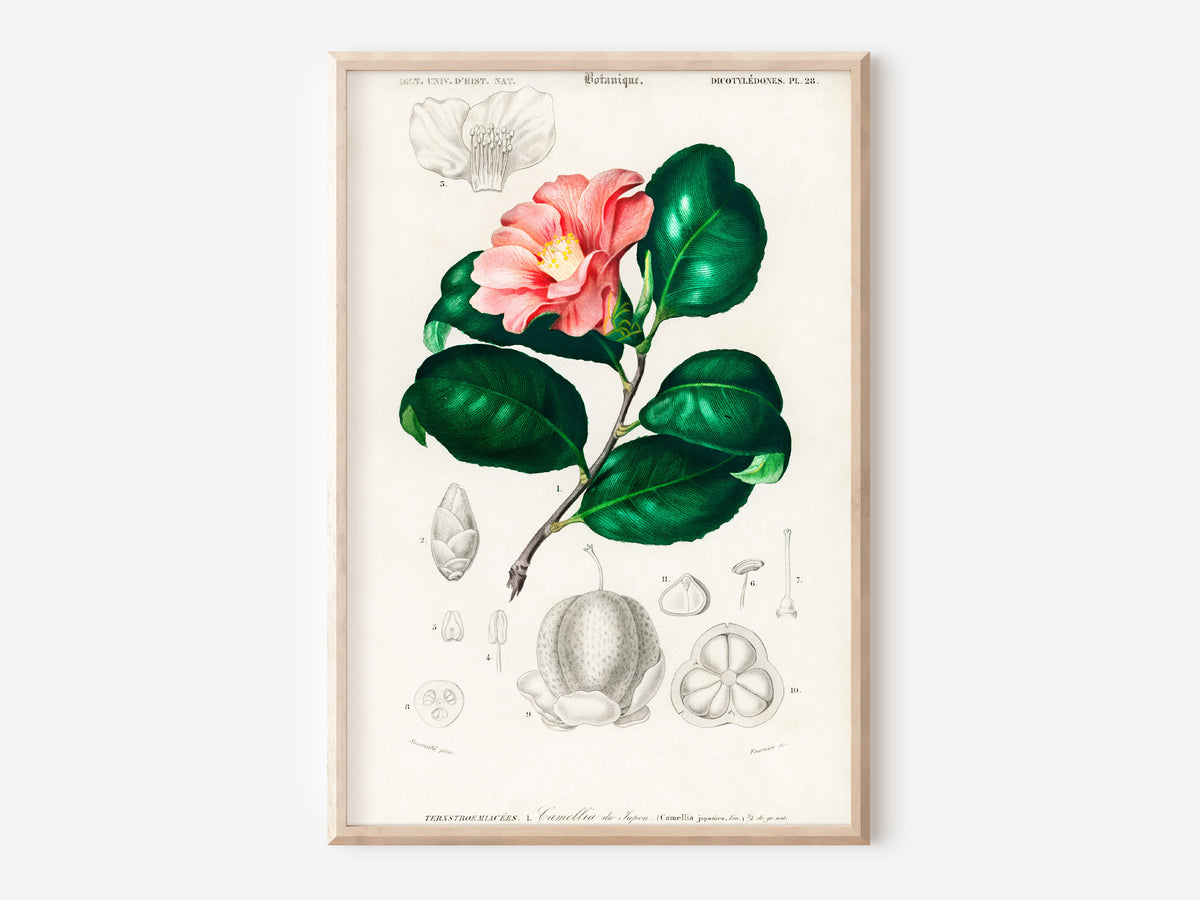 Botanical Vintage Print, Camellia Japonica Flower Print, Antique Botanical Wall Art, Botanical Illustration, Plant Poster, Orbigny Print