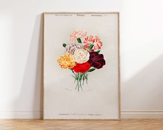 Vintage Bouquet Art Print, Carnation (Dianthus caryophyllus) illustrated by Charles Dessalines D' Orbigny, Flower Fine Art Print