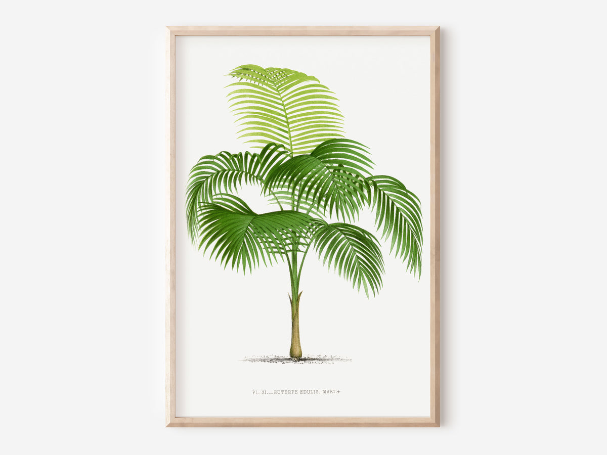 Vintage Botanical Print Art, Vintage Palm Tree illustration by Oswald de Kerchove de Denterghem, Plat Lover Gift, Moving in Gift