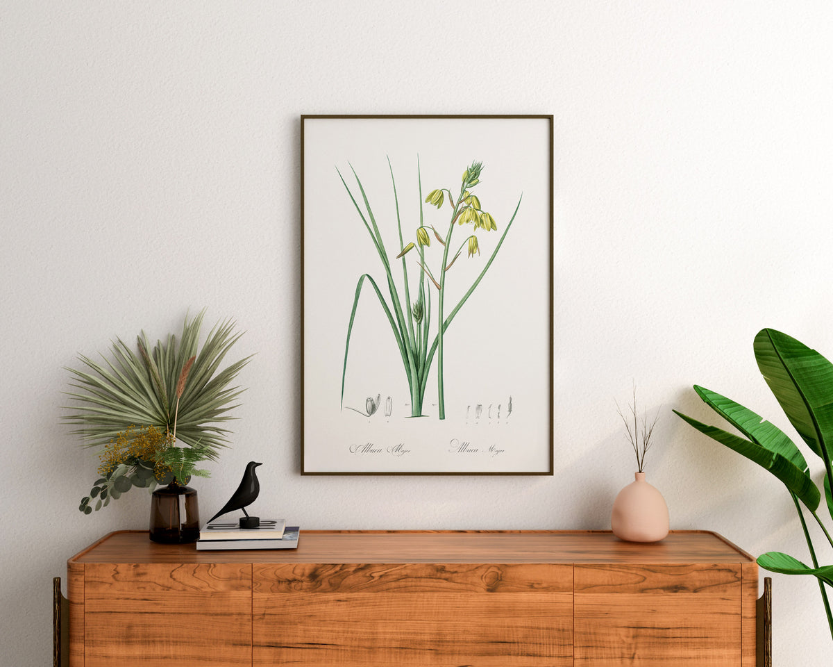 Vintage Botanical Print, Minimalist Flower Wall Art by Pierre-Joseph Redouté, Antique Floral Drawing Reproduction
