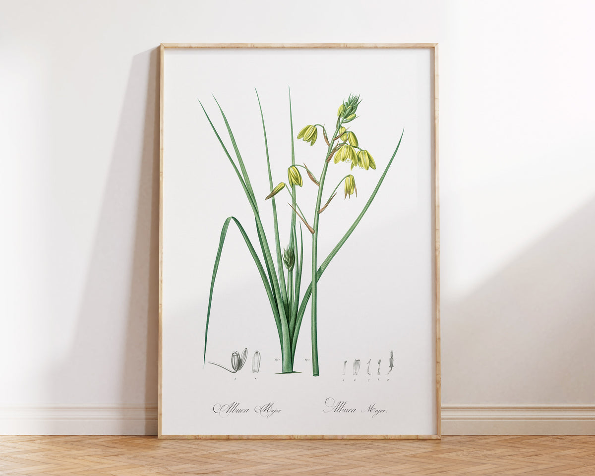 Vintage Botanical Print, Minimalist Flower Wall Art by Pierre-Joseph Redouté, Antique Floral Drawing Reproduction