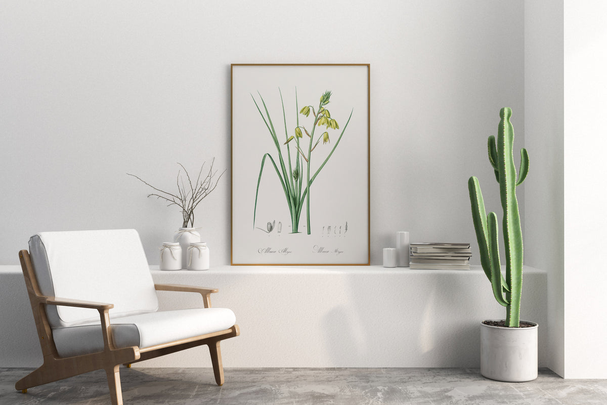 Vintage Botanical Print, Minimalist Flower Wall Art by Pierre-Joseph Redouté, Antique Floral Drawing Reproduction