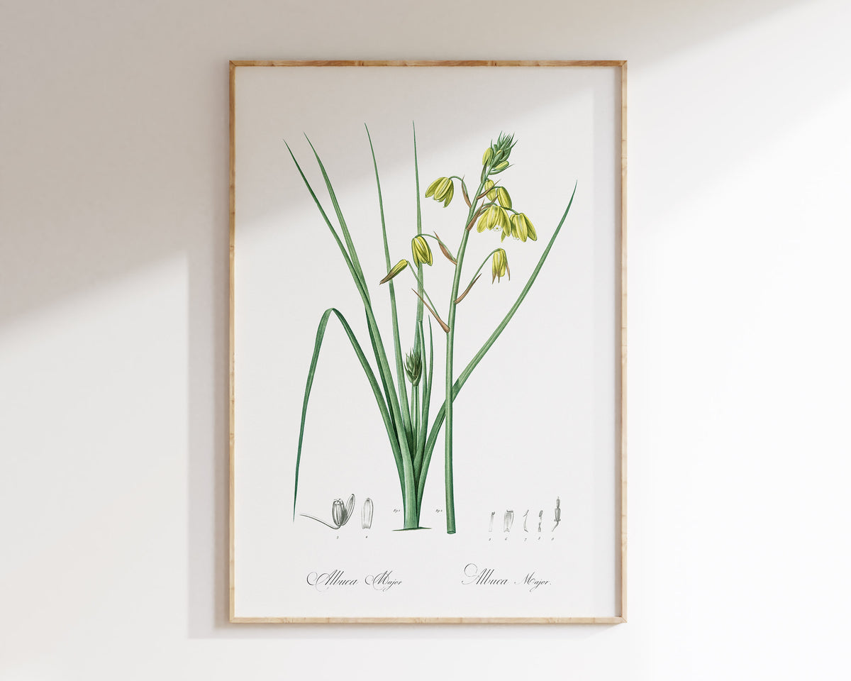 Vintage Botanical Print, Minimalist Flower Wall Art by Pierre-Joseph Redouté, Antique Floral Drawing Reproduction