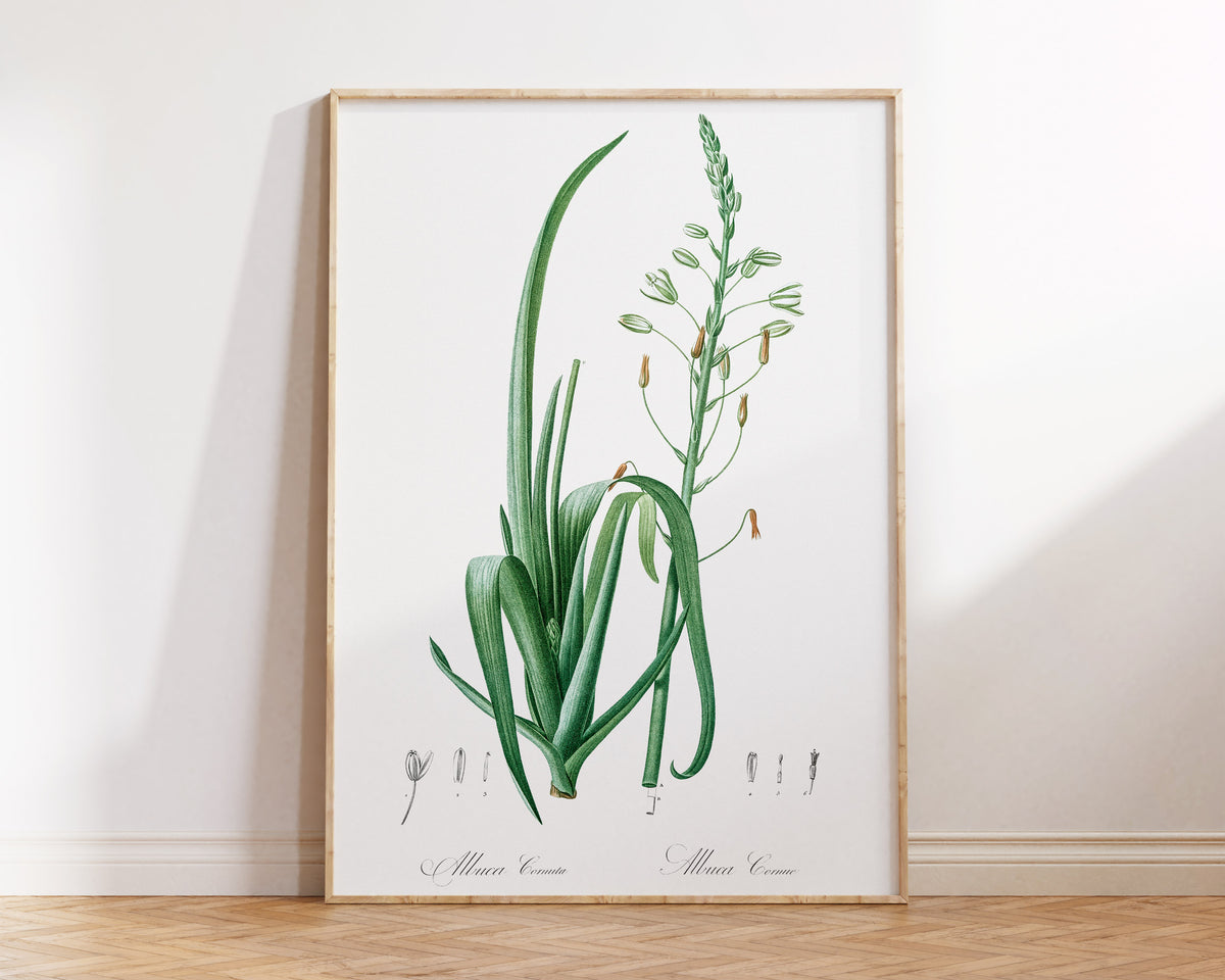 Botanical Minimalist Wall Art by Pierre-Joseph Redouté, Vintage Flower Drawing Reproduction, Antique Floral Giclee Print, Albuca Cornuta