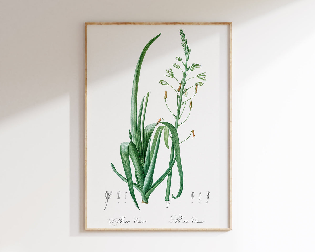 Botanical Minimalist Wall Art by Pierre-Joseph Redouté, Vintage Flower Drawing Reproduction, Antique Floral Giclee Print, Albuca Cornuta