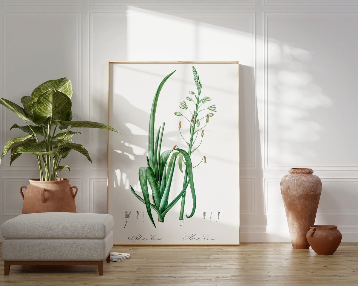 Botanical Minimalist Wall Art by Pierre-Joseph Redouté, Vintage Flower Drawing Reproduction, Antique Floral Giclee Print, Albuca Cornuta