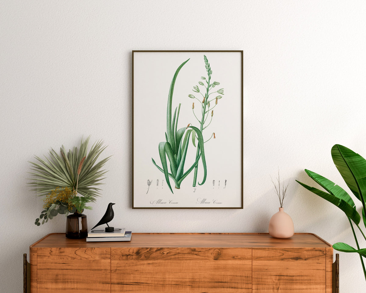 Botanical Minimalist Wall Art by Pierre-Joseph Redouté, Vintage Flower Drawing Reproduction, Antique Painting of Pitcairnia Angustifolia
