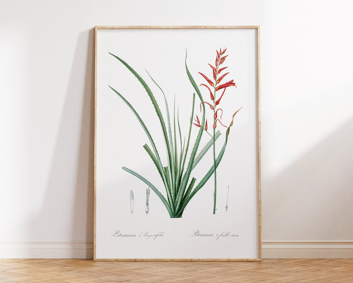 Botanical Minimalist Wall Art by Pierre-Joseph Redouté, Vintage Flower Drawing Reproduction, Antique Painting of Pitcairnia Angustifolia
