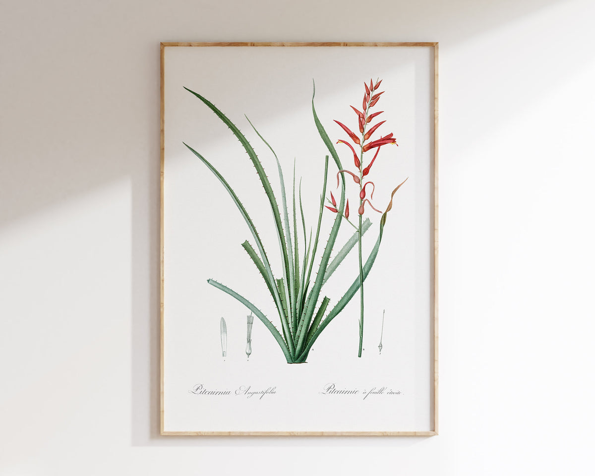 Botanical Minimalist Wall Art by Pierre-Joseph Redouté, Vintage Flower Drawing Reproduction, Antique Painting of Pitcairnia Angustifolia