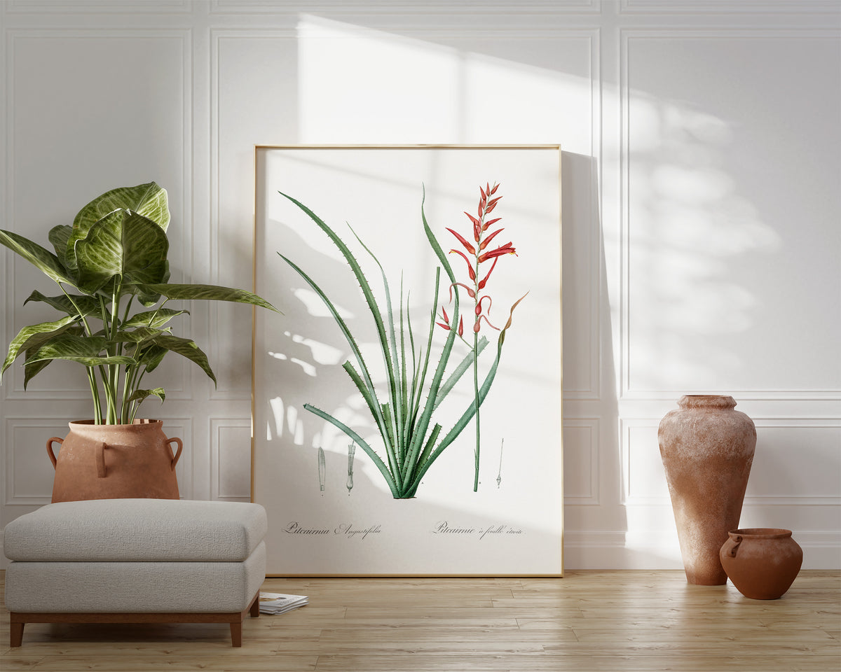 Botanical Minimalist Wall Art by Pierre-Joseph Redouté, Vintage Flower Drawing Reproduction, Antique Painting of Pitcairnia Angustifolia