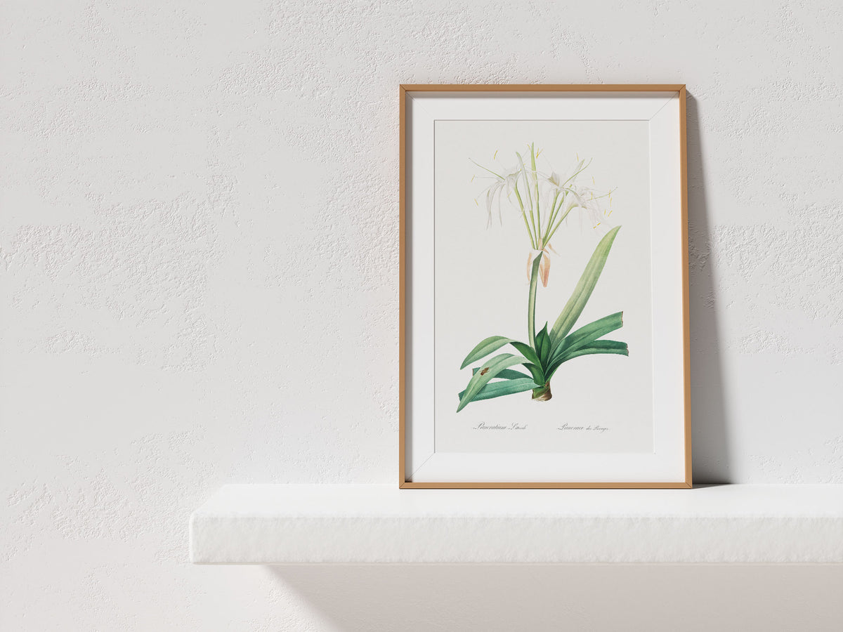 Minimalist Flower Print by Pierre-Joseph Redouté, Vintage Botanical Art Reproduction, Antique Floral Wall Art, Fine Art Plant Lover Gift