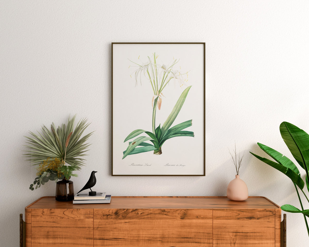 Minimalist Flower Print by Pierre-Joseph Redouté, Vintage Botanical Art Reproduction, Antique Floral Wall Art, Fine Art Plant Lover Gift