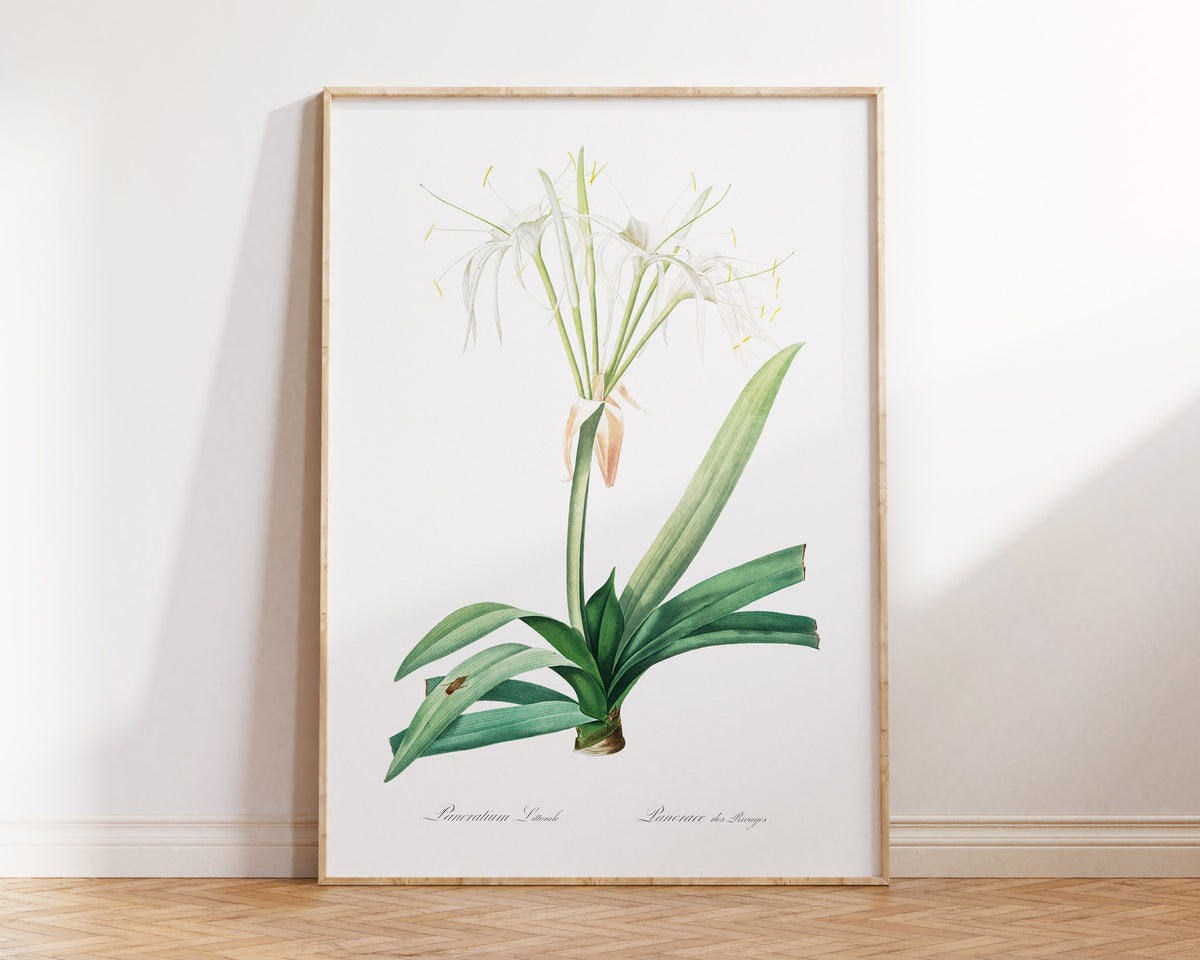Minimalist Flower Print by Pierre-Joseph Redouté, Vintage Botanical Art Reproduction, Antique Floral Wall Art, Fine Art Plant Lover Gift