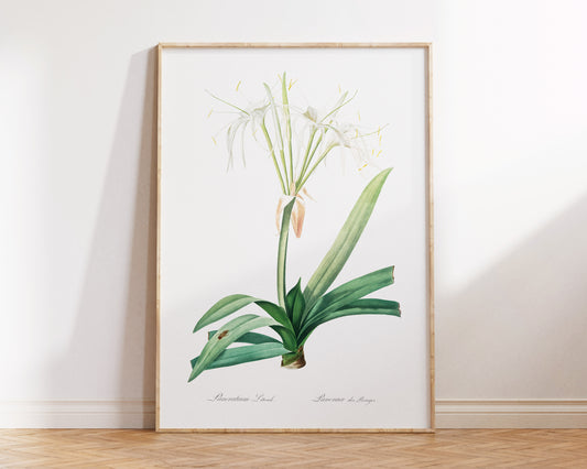 Minimalist Flower Print by Pierre-Joseph Redouté, Vintage Botanical Art Reproduction, Antique Floral Wall Art, Fine Art Plant Lover Gift