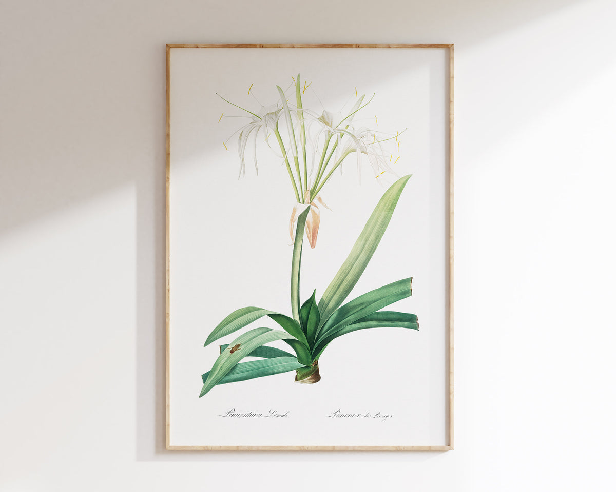 Minimalist Flower Print by Pierre-Joseph Redouté, Vintage Botanical Art Reproduction, Antique Floral Wall Art, Fine Art Plant Lover Gift