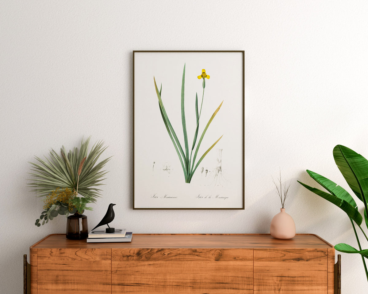 Yellow Iris Flower Print by Pierre-Joseph Redouté, Vintage Botanical Art Reproduction, Antique Floral Wall Art, Plant Lover Gift