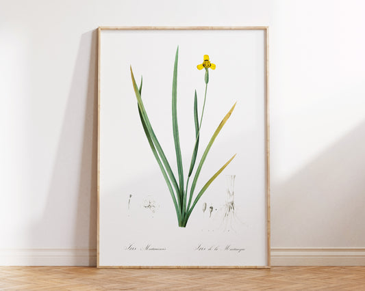 Yellow Iris Flower Print by Pierre-Joseph Redouté, Vintage Botanical Art Reproduction, Antique Floral Wall Art, Plant Lover Gift