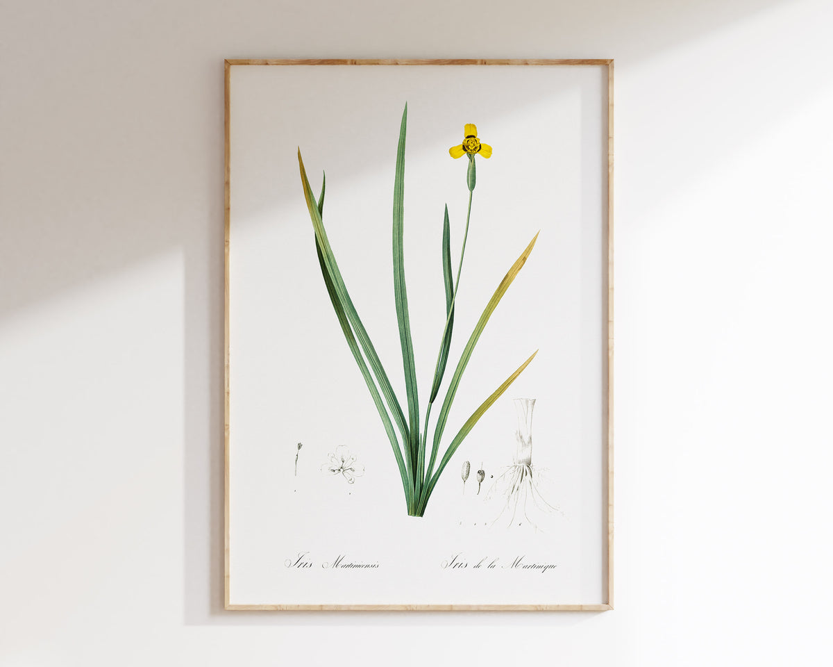 Yellow Iris Flower Print by Pierre-Joseph Redouté, Vintage Botanical Art Reproduction, Antique Floral Wall Art, Plant Lover Gift