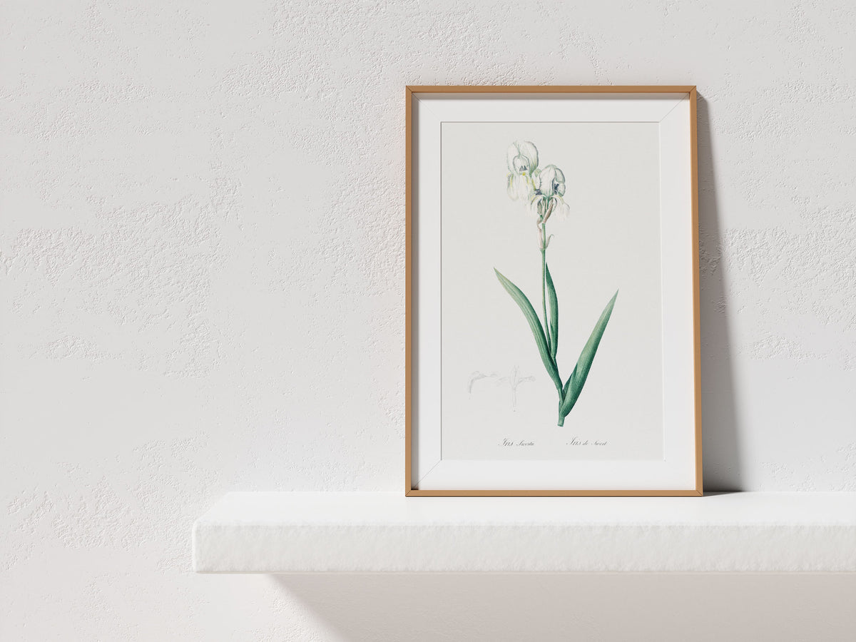 Yellow Iris Flower Print by Pierre-Joseph Redouté, Vintage Botanical Art Reproduction, Antique Floral Wall Art, Plant Lover Gift