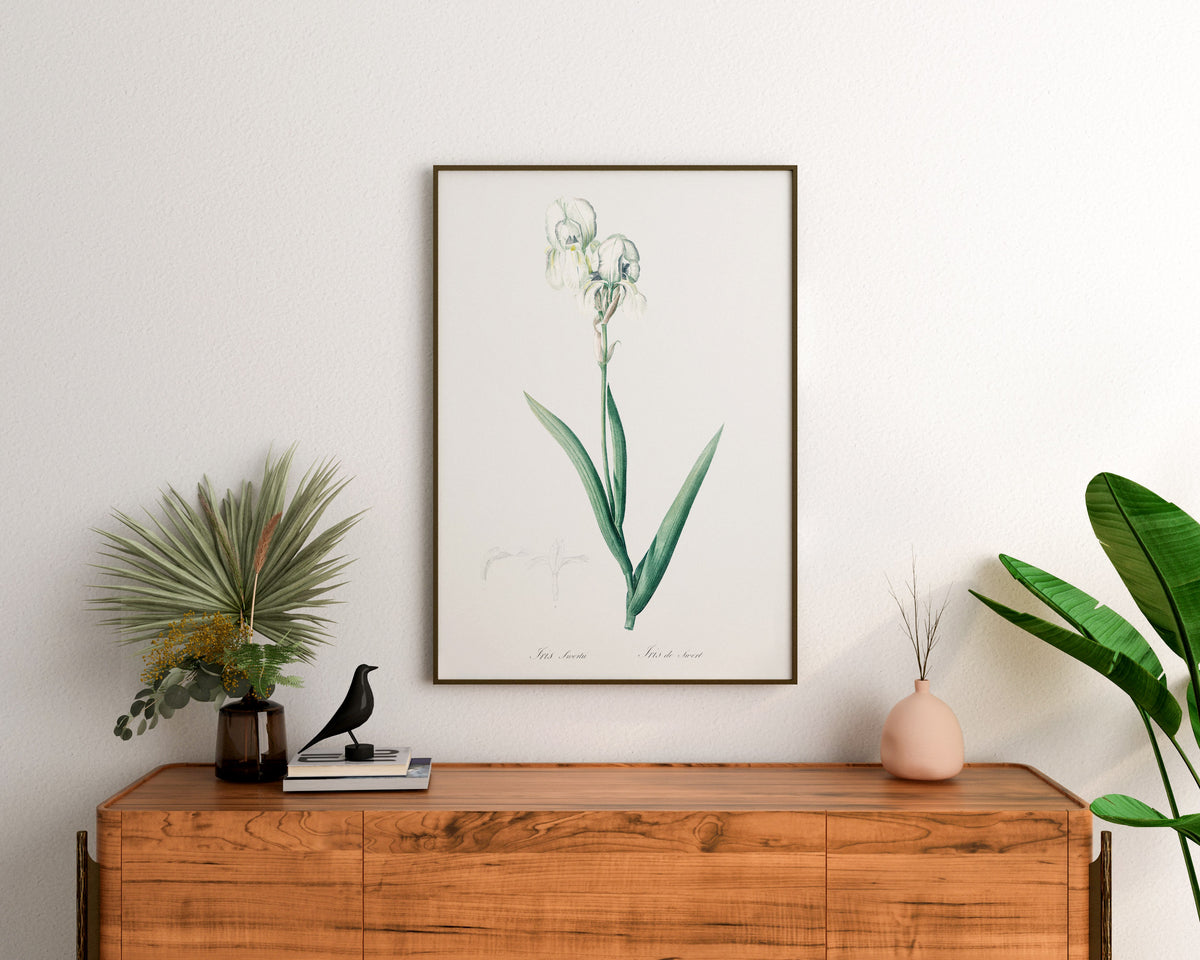 Vintage Iris Flower Print, Botanical Wall Art by Pierre-Joseph Redouté, Retro Minimal Botany Illustration, Plant Lover Gift, Green & White