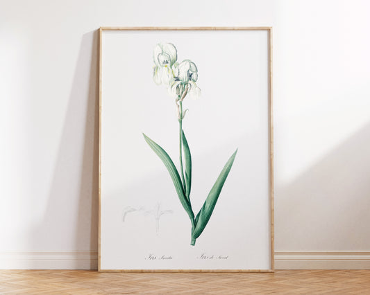 Vintage Iris Flower Print, Botanical Wall Art by Pierre-Joseph Redouté, Retro Minimal Botany Illustration, Plant Lover Gift, Green & White