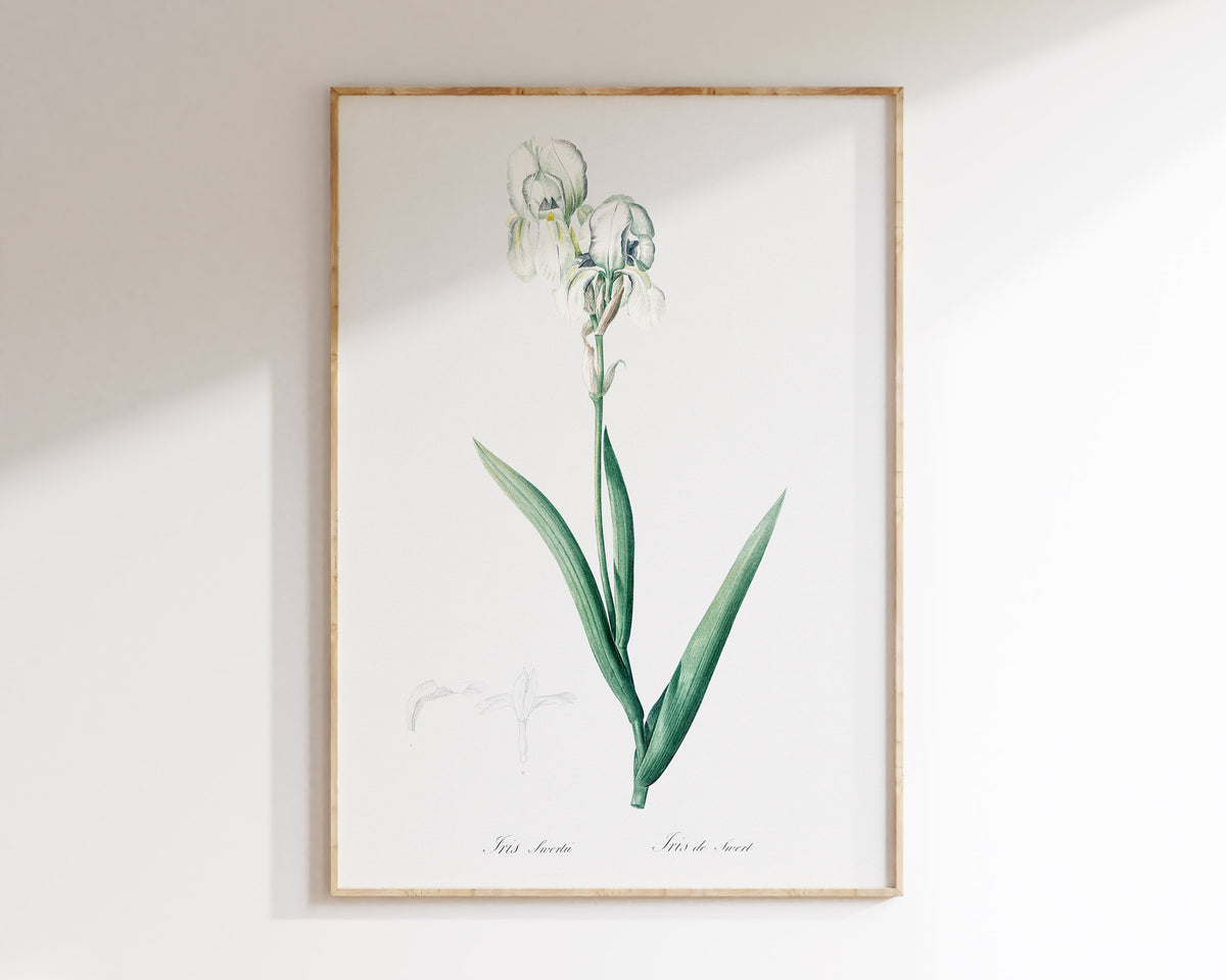 Vintage Iris Flower Print, Botanical Wall Art by Pierre-Joseph Redouté, Retro Minimal Botany Illustration, Plant Lover Gift, Green & White