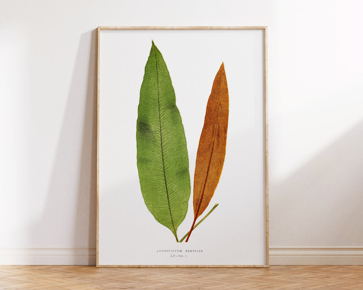 Botanical Minimalist Wall Art by Edward Joseph Lowe, Vintage Fern Drawing Reproduction, Antique British Exotic Plant Print, Tropical Leaves