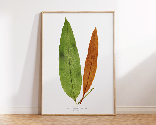 Botanical Minimalist Wall Art by Edward Joseph Lowe, Vintage Fern Drawing Reproduction, Antique British Exotic Plant Print, Tropical Leaves