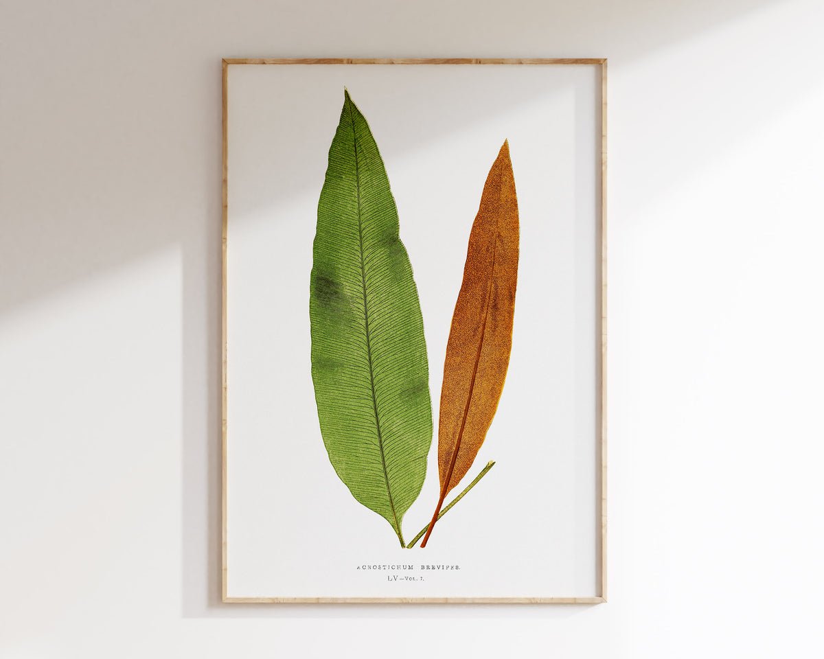 Botanical Minimalist Wall Art by Edward Joseph Lowe, Vintage Fern Drawing Reproduction, Antique British Exotic Plant Print, Tropical Leaves