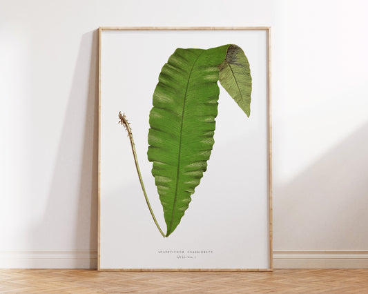 British Fern Plant Print by Edward Joseph Lowe, Minimalist Vintage Botanical Art Reproduction, Woodland Plant Wall Art, Exotic Leaf Drawing