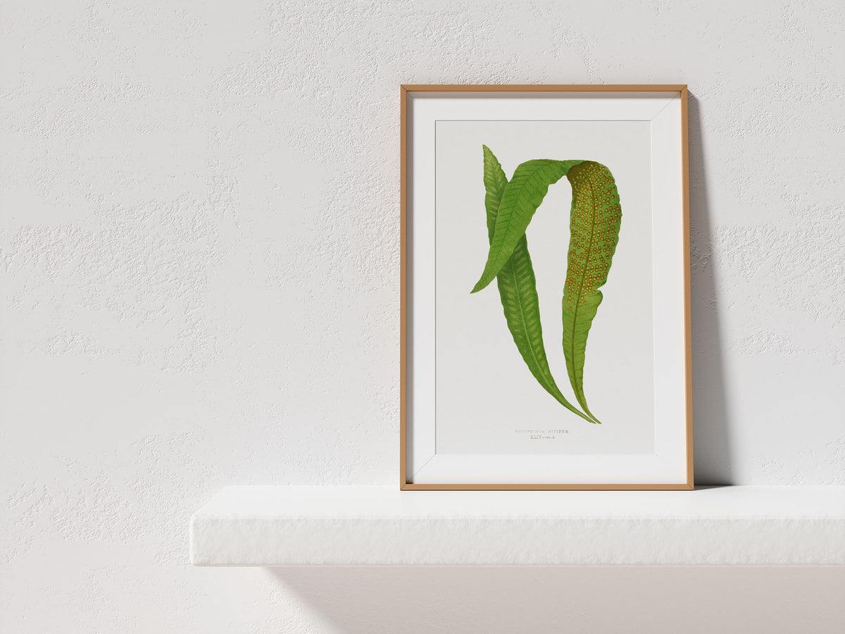 Vintage Minimalist Botanical Print, British Fern Plant Drawing by Edward Joseph Lowe, Antique Botany Art Reproduction, Tropical Wall Art