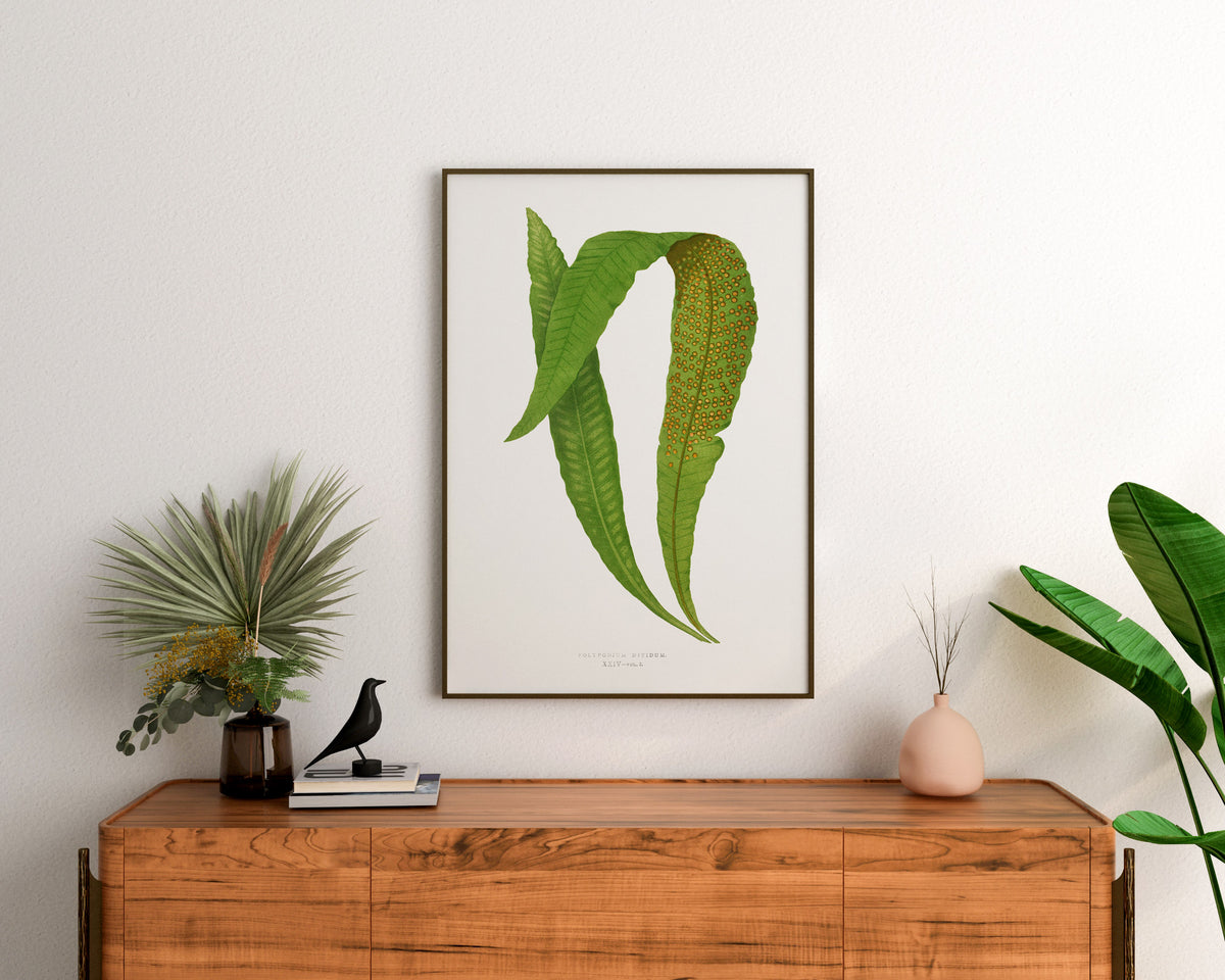 Vintage Minimalist Botanical Print, British Fern Plant Drawing by Edward Joseph Lowe, Antique Botany Art Reproduction, Tropical Wall Art