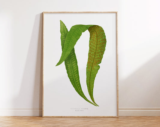 Vintage Minimalist Botanical Print, British Fern Plant Drawing by Edward Joseph Lowe, Antique Botany Art Reproduction, Tropical Wall Art