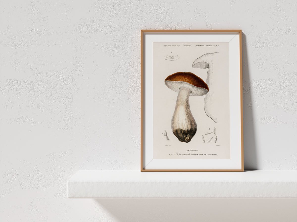 Mushroom Print, Vintage Penny bun (Boletus Edulis) Illustration, Charles d'Orbigny Illustrations, Natural History Antique Wall Art Print